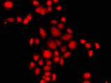 MLF1 Antibody - Immunofluorescence analysis of A549 cells.
