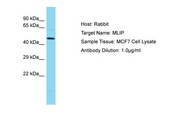 MLIP Antibody -  This image was taken for the unconjugated form of this product. Other forms have not been tested.