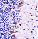 MLK4 / KIAA1804 Antibody - Mouse Mlk4 Antibody immunohistochemistry of formalin-fixed and paraffin-embedded mouse cerebellum tissue followed by peroxidase-conjugated secondary antibody and DAB staining.