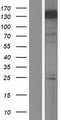 MLLT6 Protein - Western validation with an anti-DDK antibody * L: Control HEK293 lysate R: Over-expression lysate