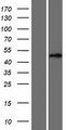 MLR2 / LCOR Protein - Western validation with an anti-DDK antibody * L: Control HEK293 lysate R: Over-expression lysate