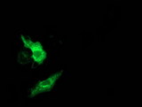 MMAB Antibody - Anti-MMAB mouse monoclonal antibody immunofluorescent staining of COS7 cells transiently transfected by pCMV6-ENTRY MMAB.