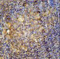 MME / CD10 Antibody - MME Antibody immunohistochemistry of formalin-fixed and paraffin-embedded human tonsil tissue followed by peroxidase-conjugated secondary antibody and DAB staining.