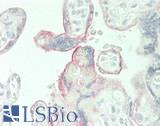 MME / CD10 Antibody - Human Placenta: Formalin-Fixed, Paraffin-Embedded (FFPE)