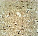 MMGT1 Antibody - MMGT1 Antibody immunohistochemistry of formalin-fixed and paraffin-embedded human brain tissue followed by peroxidase-conjugated secondary antibody and DAB staining.