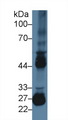 MMP10 Antibody - Western Blot; Sample: Mouse Testis lysate; Primary Ab: 2µg/ml Rabbit Anti-Mouse MMP10 Antibody Second Ab: 0.2µg/mL HRP-Linked Caprine Anti-Rabbit IgG Polyclonal Antibody