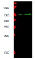MMP10 Antibody - Immunodetection Analysis: Representative blot from a previous lot. Lane 1, recombinant protein MMP10. The membrane blot was probed with antiMMP10 primary antibody (0.2 µg/ml). Proteins were visualized using a Donkey anti-rabbit secondary antibody conjugated to IRDye 800CW detection system. Arrows indicate recombinant protein MMP10 from E.coli cell (55kDa).