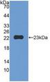 MMP12 Antibody - Western Blot; Sample: Recombinant MMP12, Mouse.