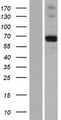 MMP21 Protein - Western validation with an anti-DDK antibody * L: Control HEK293 lysate R: Over-expression lysate