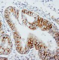 MMP8 Antibody -  This image was taken for the unconjugated form of this product. Other forms have not been tested.