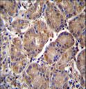MMRN2 / Emilin 3 / EndoGlyx-1 Antibody - MMRN2 Antibody immunohistochemistry of formalin-fixed and paraffin-embedded human stomach tissue followed by peroxidase-conjugated secondary antibody and DAB staining.