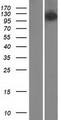 MMS19 Protein - Western validation with an anti-DDK antibody * L: Control HEK293 lysate R: Over-expression lysate