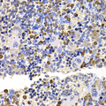 MMS2 / UBE2V2 Antibody - Immunohistochemistry of paraffin-embedded rat spleen tissue.