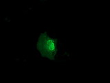 MMS21 / NSMCE2 Antibody - Anti-NSMCE2 mouse monoclonal antibody  immunofluorescent staining of COS7 cells transiently transfected by pCMV6-ENTRY NSMCE2.