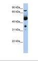 MNAT1 Antibody - 721_B cell lysate. Antibody concentration: 1.0 ug/ml. Gel concentration: 12%.  This image was taken for the unconjugated form of this product. Other forms have not been tested.
