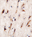 MOB1B / MOBKL1A Antibody - Formalin-fixed and paraffin-embedded human brain tissue reacted with MOB4A antibody , which was peroxidase-conjugated to the secondary antibody, followed by DAB staining. This data demonstrates the use of this antibody for immunohistochemistry; clinical relevance has not been evaluated.