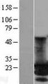 MOB3A / MOBKL2A Protein - Western validation with an anti-DDK antibody * L: Control HEK293 lysate R: Over-expression lysate