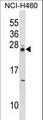 MOB4 / PHOCN Antibody - MOBKL3 Antibody western blot of NCI-H460 cell line lysates (35 ug/lane). The MOBKL3 antibody detected the MOBKL3 protein (arrow).