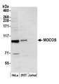 MOCOS / MoCo Sulfurase Antibody - Detection of human MOCOS by western blot. Samples: Whole cell lysate (50 µg) from HeLa, HEK293T, and Jurkat cells prepared using NETN lysis buffer. Antibody: Affinity purified rabbit anti-MOCOS antibody used for WB at 1 µg/ml. Detection: Chemiluminescence with an exposure time of 3 minutes.