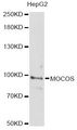 MOCOS / MoCo Sulfurase Antibody - Western blot analysis of extracts of HepG2 cells, using MOCOS antibody at 1:3000 dilution. The secondary antibody used was an HRP Goat Anti-Rabbit IgG (H+L) at 1:10000 dilution. Lysates were loaded 25ug per lane and 3% nonfat dry milk in TBST was used for blocking. An ECL Kit was used for detection and the exposure time was 90s.