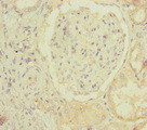 MOCS2 Antibody - Immunohistochemistry of paraffin-embedded human kidney tissue at dilution of 1:100