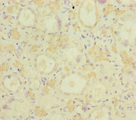 MOCS2 Antibody - Immunohistochemistry of paraffin-embedded human kidney tissue at dilution of 1:100