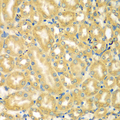 MOCS3 Antibody - Immunohistochemistry of paraffin-embedded mouse kidney tissue.