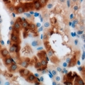 MOCS3 Antibody - Immunohistochemical analysis of MOCS3 staining in mouse kidney formalin fixed paraffin embedded tissue section. The section was pre-treated using heat mediated antigen retrieval with sodium citrate buffer (pH 6.0). The section was then incubated with the antibody at room temperature and detected using an HRP conjugated compact polymer system. DAB was used as the chromogen. The section was then counterstained with hematoxylin and mounted with DPX.