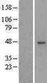 MOCS3 Protein - Western validation with an anti-DDK antibody * L: Control HEK293 lysate R: Over-expression lysate