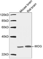 MOG Antibody - Western blot analysis of tissue lysates using MOG Antibody, pAb, Rabbit The signal was developed with IRDye™ 800 Conjugated Goat Anti-Rabbit IgG. Predicted Size: 28 KD Observed Size: 28 KD