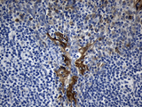 MOK / RAGE Antibody - Immunohistochemical staining of paraffin-embedded Human tonsil within the normal limits using anti-RAGE mouse monoclonal antibody. (Heat-induced epitope retrieval by 1mM EDTA in 10mM Tris buffer. (pH8.5) at 120°C for 3 min. (1:150)