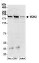 MON2 Antibody - Detection of human MON2 by western blot. Samples: Whole cell lysate (50 µg) from HeLa, HEK293T, and Jurkat cells prepared using NETN lysis buffer. Antibody: Affinity purified rabbit anti-MON2 antibody used for WB at 0.1 µg/ml. Detection: Chemiluminescence with an exposure time of 30 seconds.