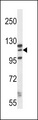 MORC1 Antibody - MORC1 Antibody western blot of K562 cell line lysates (35 ug/lane). The MORC1 antibody detected the MORC1 protein (arrow).