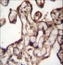 MORN3 Antibody - MORN3 Antibody immunohistochemistry of formalin-fixed and paraffin-embedded human placenta tissue followed by peroxidase-conjugated secondary antibody and DAB staining.
