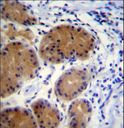 MORN5 Antibody - MORN5 Antibody immunohistochemistry of formalin-fixed and paraffin-embedded human stomach tissue followed by peroxidase-conjugated secondary antibody and DAB staining.