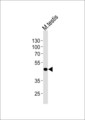 MOS Antibody - Western blot of lysate from mouse testis tissue lysate, using Mouse Mos Antibody. Antibody was diluted at 1:1000 at each lane. A goat anti-rabbit IgG H&L (HRP) at 1:5000 dilution was used as the secondary antibody. Lysate at 35ug per lane.