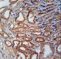 MOSC1 Antibody - MOSC1 Antibody immunohistochemistry of formalin-fixed and paraffin-embedded human kidney tissue followed by peroxidase-conjugated secondary antibody and DAB staining.
