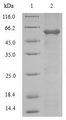 ADAM12 Protein - (Tris-Glycine gel) Discontinuous SDS-PAGE (reduced) with 5% enrichment gel and 15% separation gel.