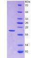 ANXA4 / Annexin IV Protein - Recombinant Annexin A4 By SDS-PAGE