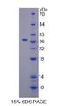 Apg7 / ATG7 Protein - Recombinant  Autophagy Related Protein 7 By SDS-PAGE