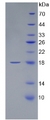 APP / Beta Amyloid Precursor Protein - Recombinant Amyloid Precursor Protein By SDS-PAGE