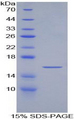ARTN / Artemin Protein - Recombinant Artemin By SDS-PAGE