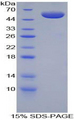 BOC Protein - Recombinant Brother Of CDO Homolog By SDS-PAGE