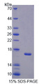 BPI Protein - Recombinant Bactericidal/Permeability Increasing Protein By SDS-PAGE
