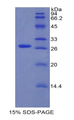 CBFA1 / RUNX2 Protein - Recombinant Runt Related Transcription Factor 2 By SDS-PAGE