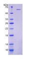 CD20 Protein - Recombinant Membrane Spanning 4 Domains Subfamily A, Member 1 By SDS-PAGE