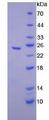 CELA1 / Pancreatic Elastase 1 Protein - Recombinant Elastase 1, Pancreatic By SDS-PAGE
