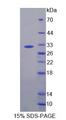 CELA2A / ELA2A Protein - Recombinant  Elastase 2A By SDS-PAGE