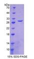 CHRDL1 Protein - Recombinant  Chordin Like Protein 1 By SDS-PAGE