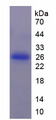 CSF1R / CD115 / FMS Protein - Recombinant Colony Stimulating Factor Receptor, Macrophage By SDS-PAGE